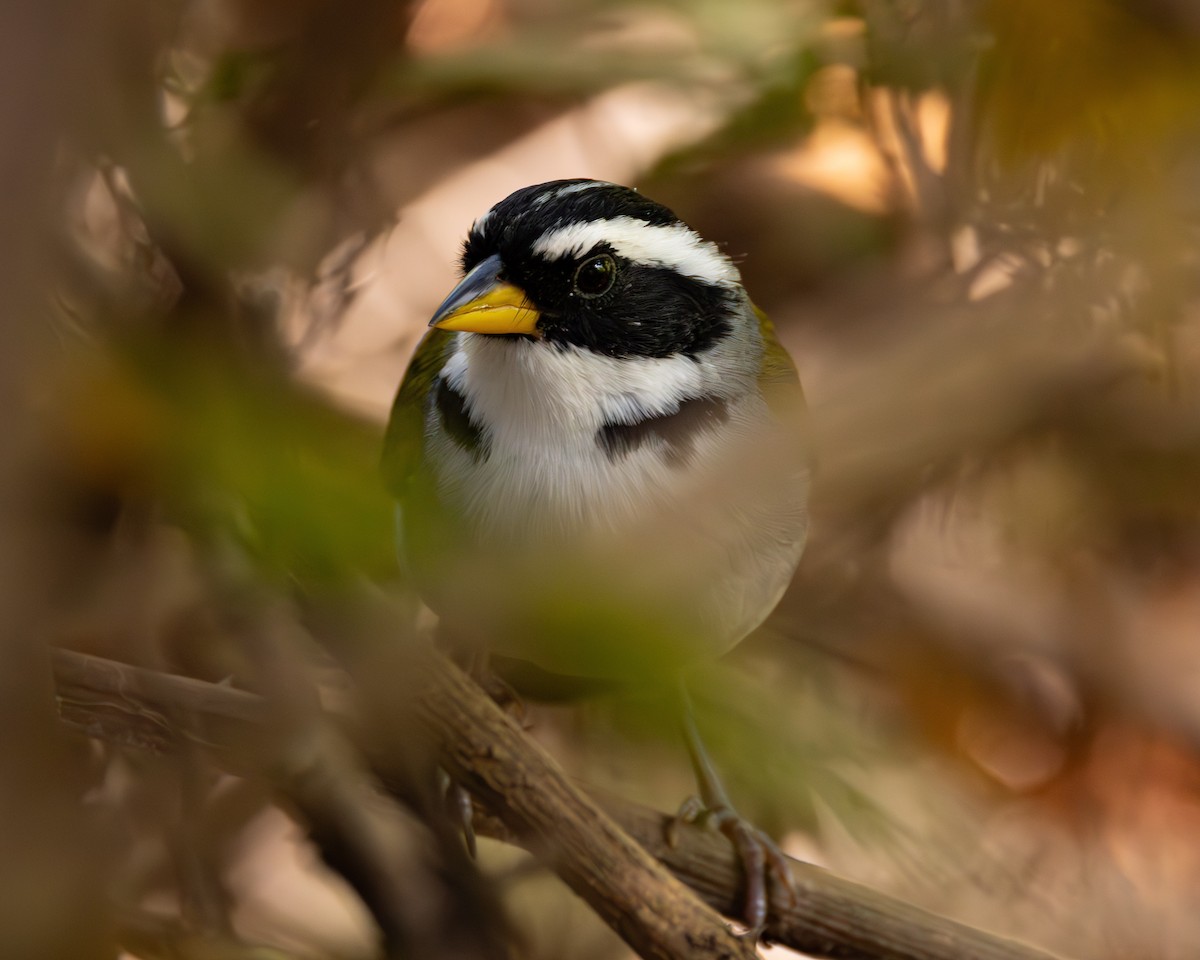 Sao Francisco Sparrow - ML623491981