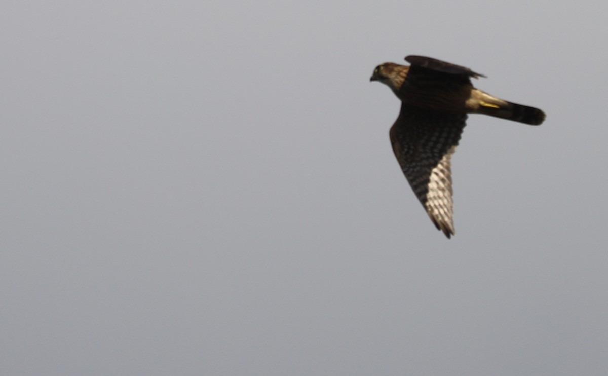 Faucon émerillon (columbarius) - ML623491988