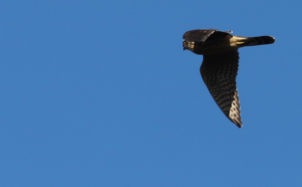 dřemlík tundrový (ssp. columbarius) - ML623491992