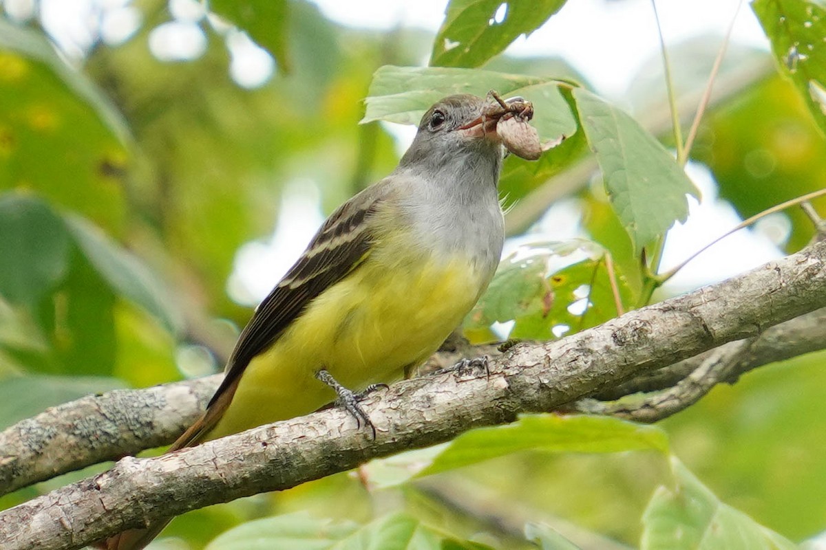 Great Crested Flycatcher - Tom Lubeck