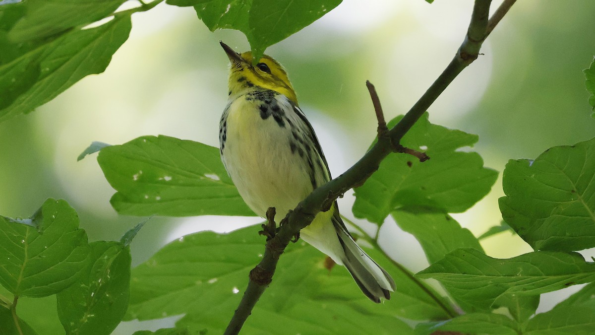 Black-throated Green Warbler - ML623492033