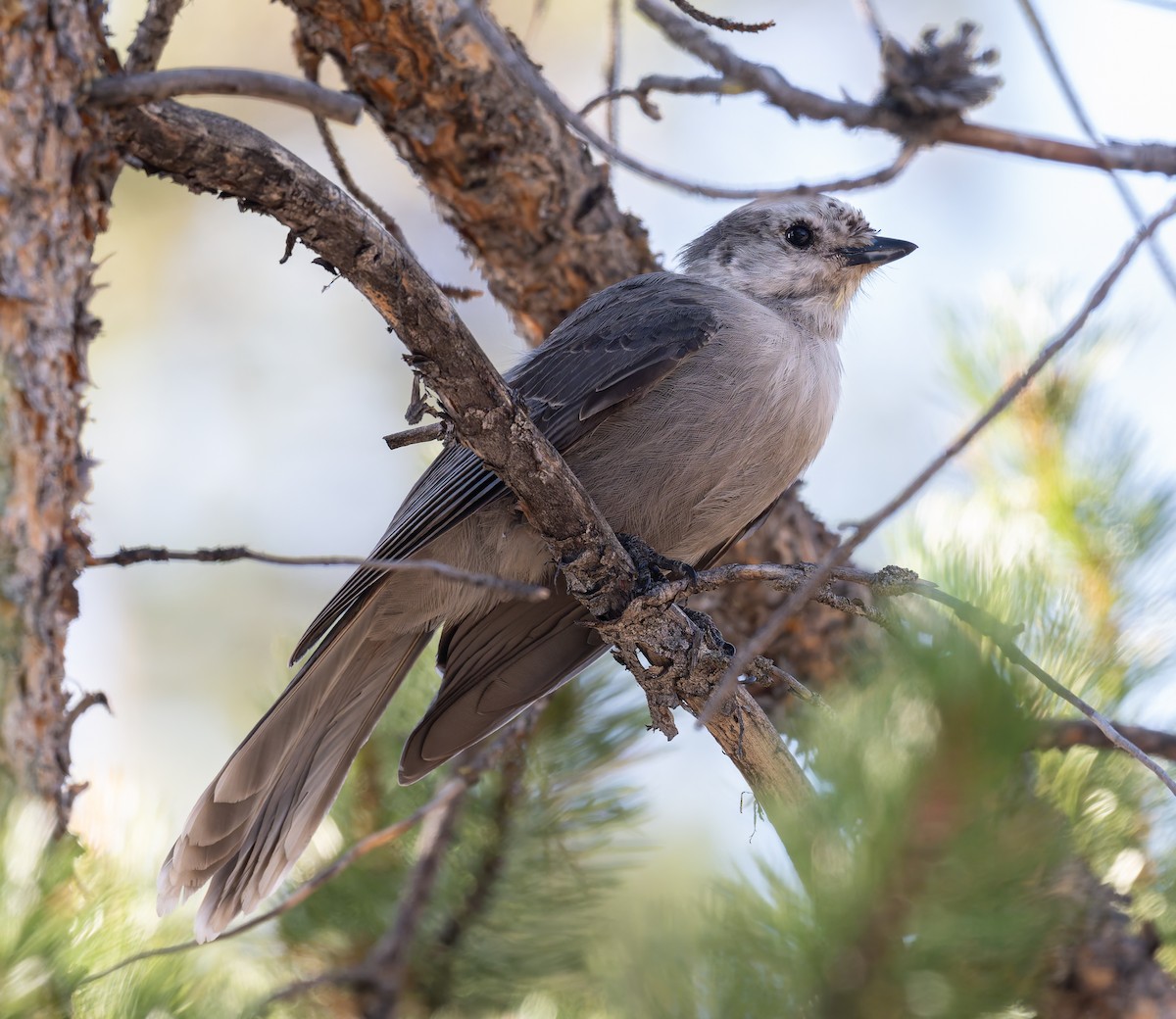 Canada Jay - ML623492048