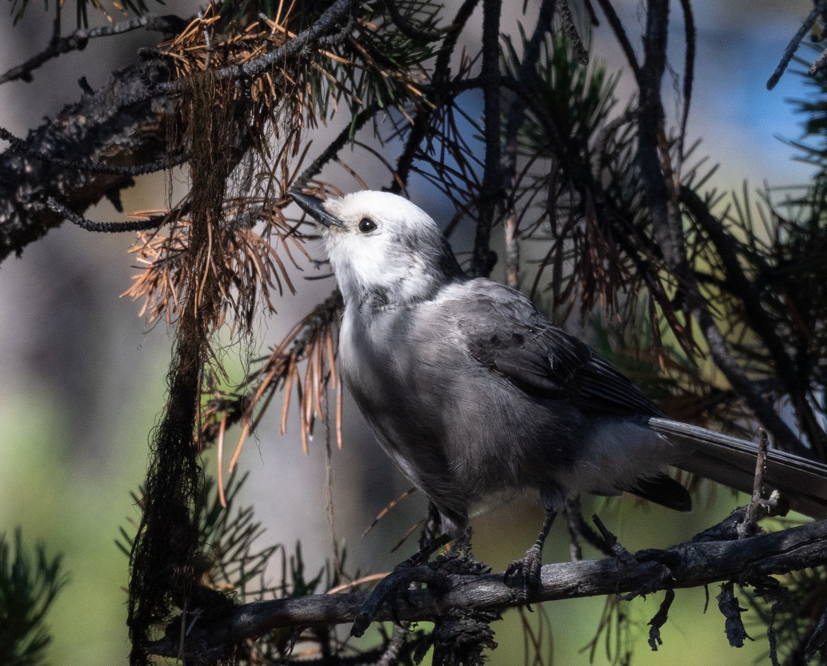 Canada Jay - ML623492050