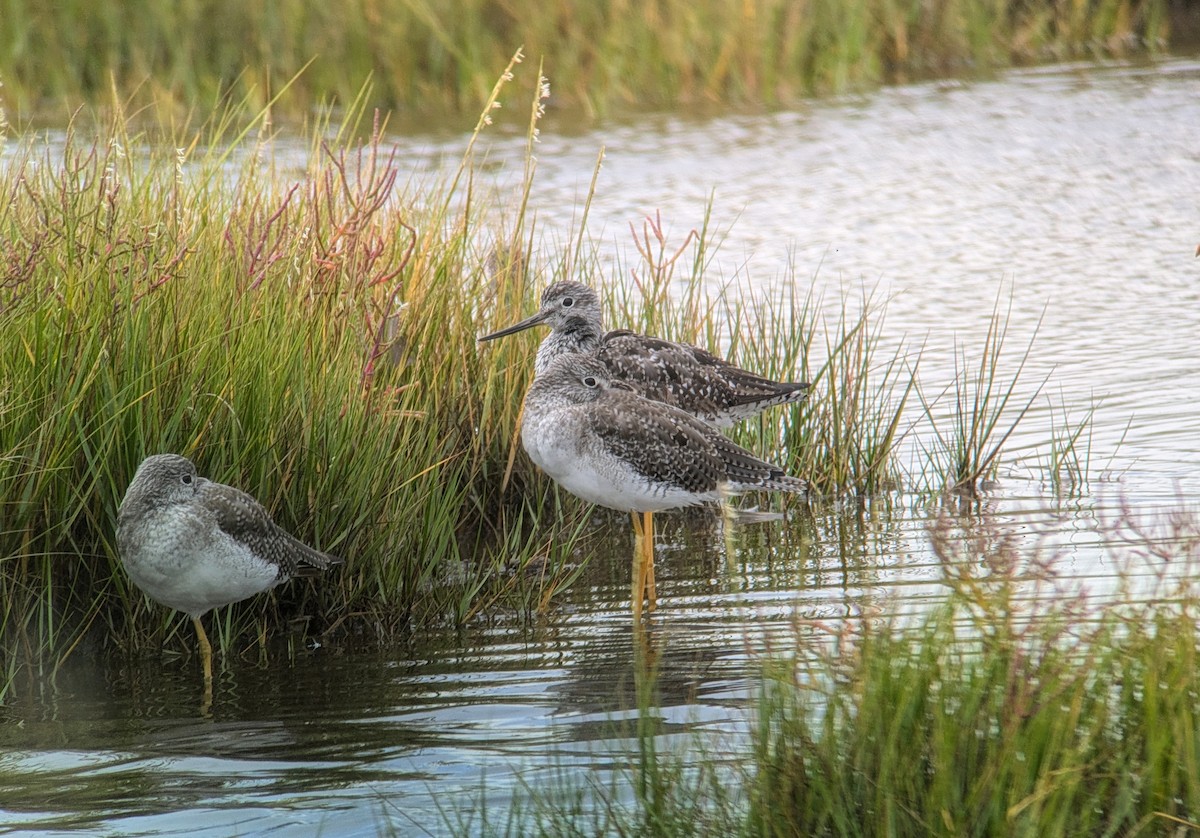 Greater Yellowlegs - ML623492128