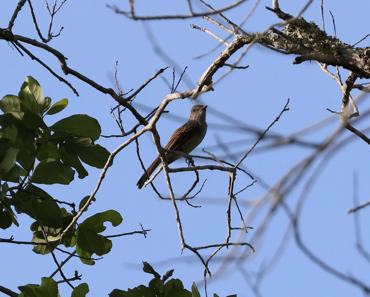 Dusky-capped Flycatcher - ML623492130