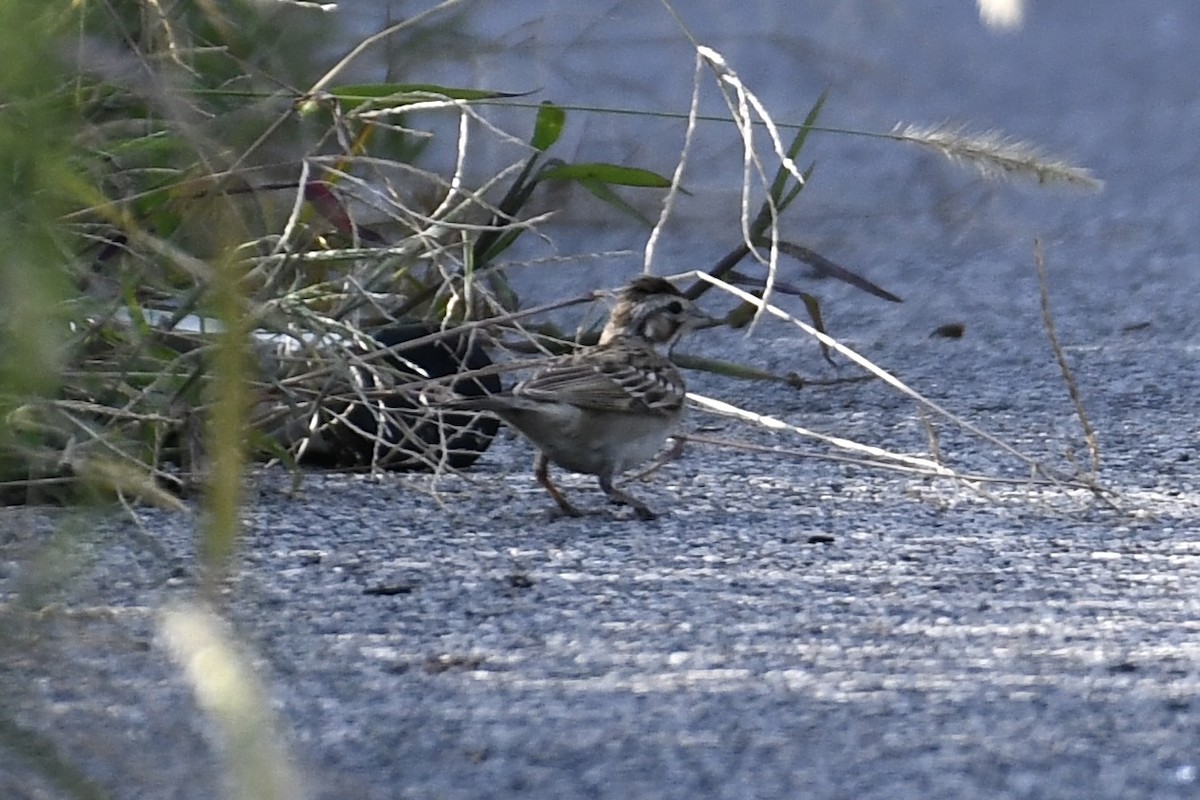 Lark Sparrow - ML623492139