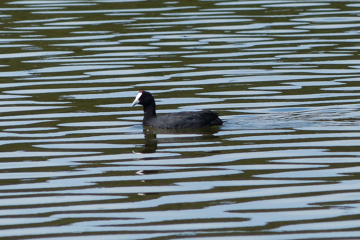 Red-knobbed Coot - ML623492141