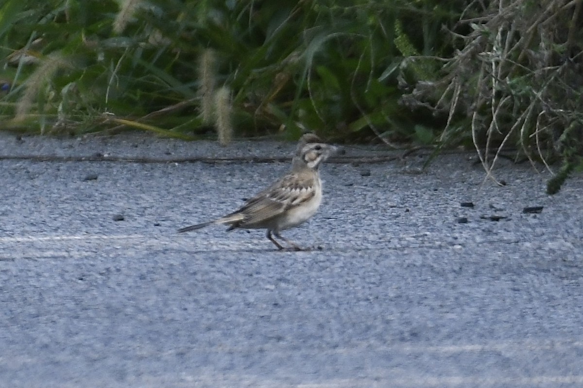 Lark Sparrow - ML623492143