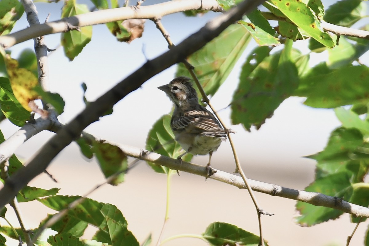 Lark Sparrow - ML623492144