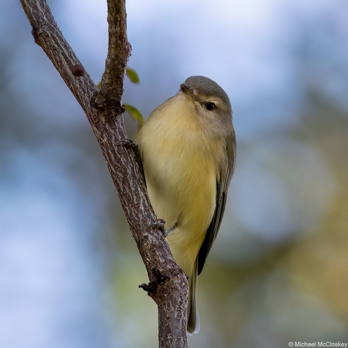 Philadelphia Vireo - ML623492190