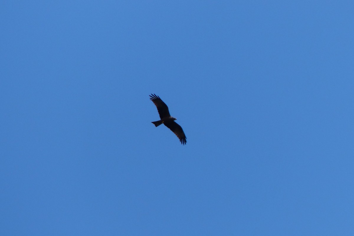 Black Kite - ML623492194