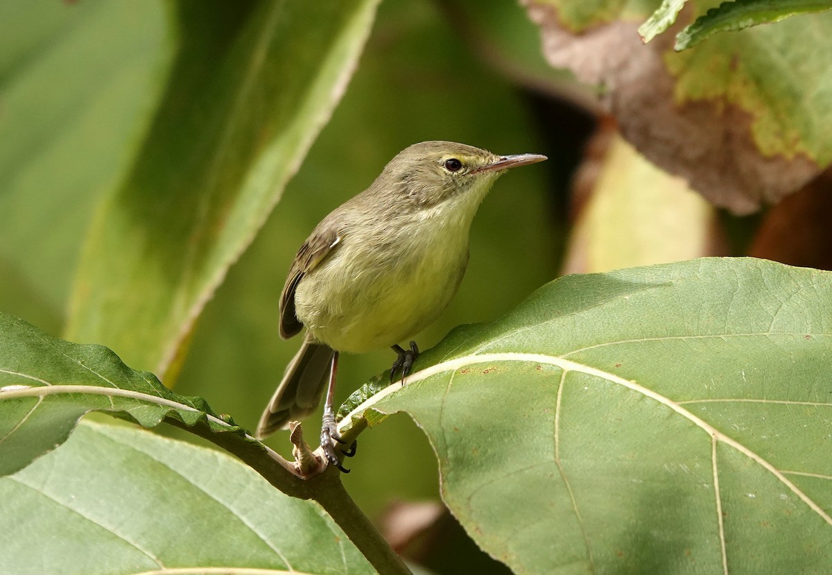 Rodrigues Warbler - ML623492213