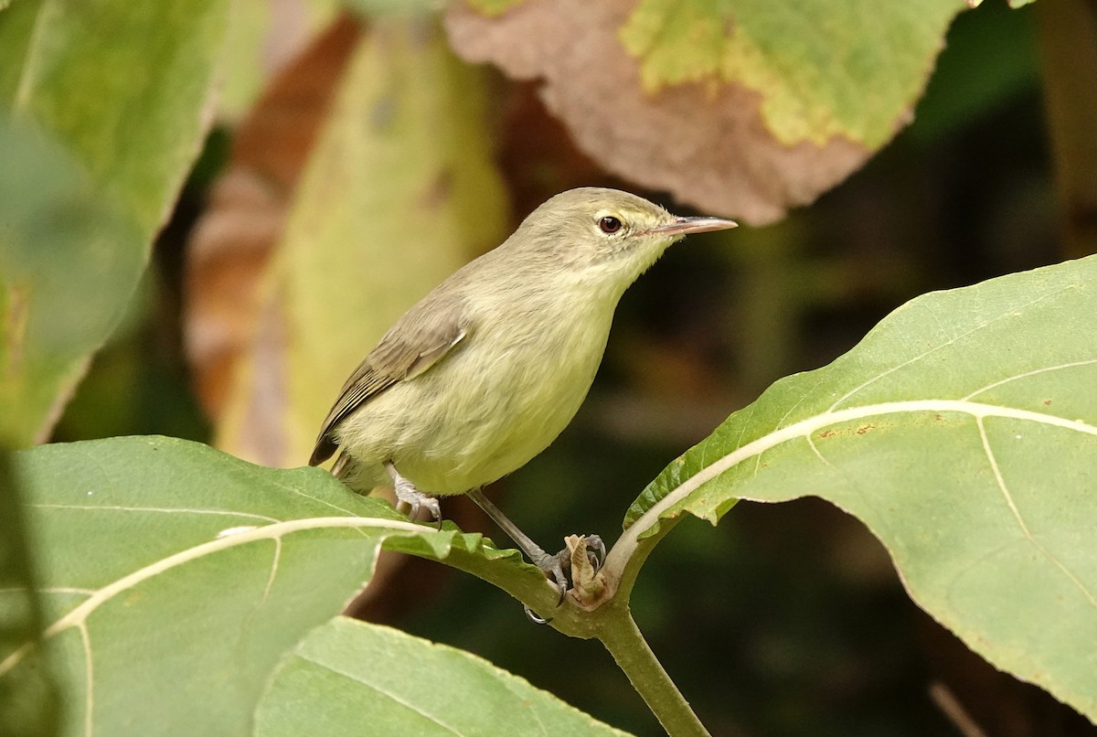 Rodrigues Warbler - ML623492214