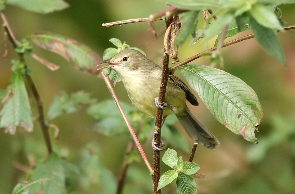 Rodrigues Warbler - ML623492215