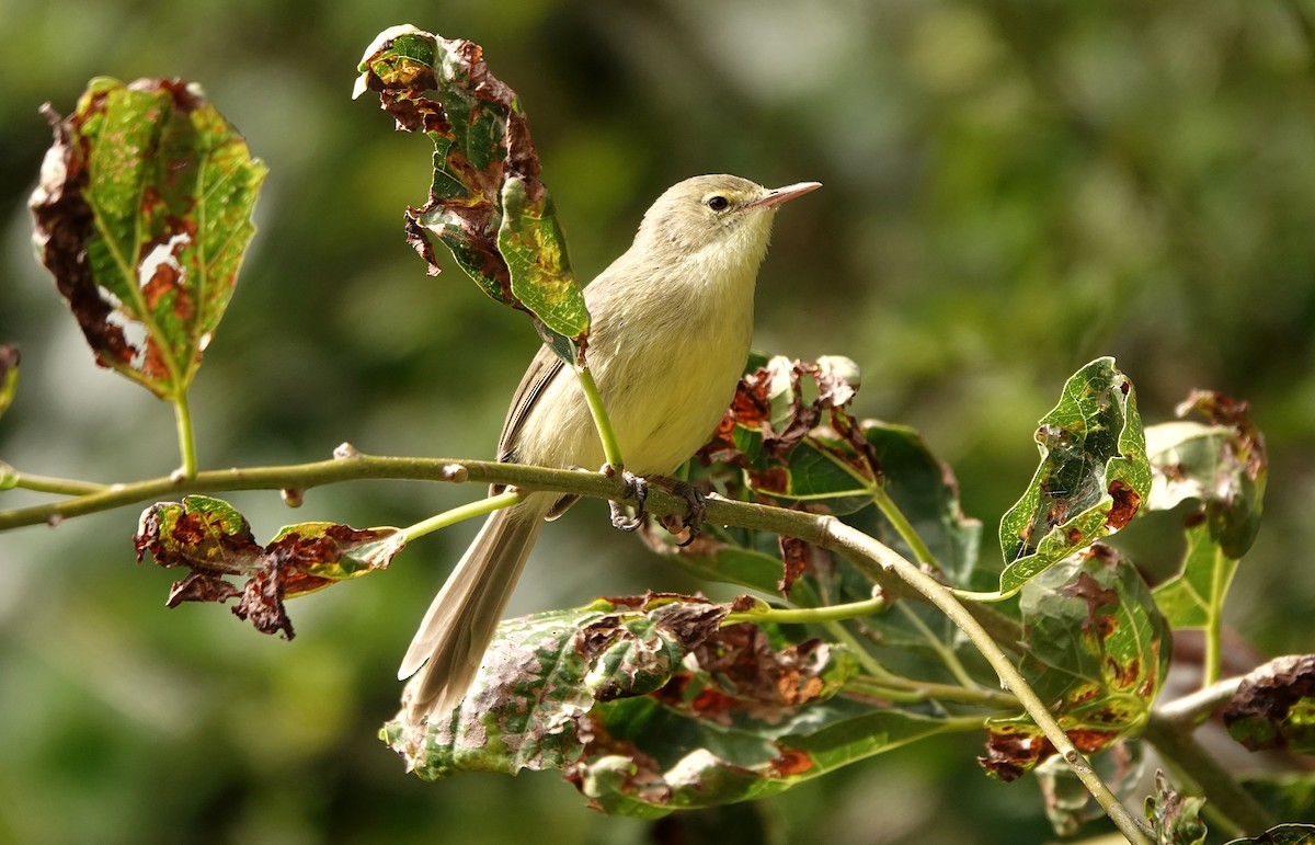 Rodrigues Warbler - ML623492219