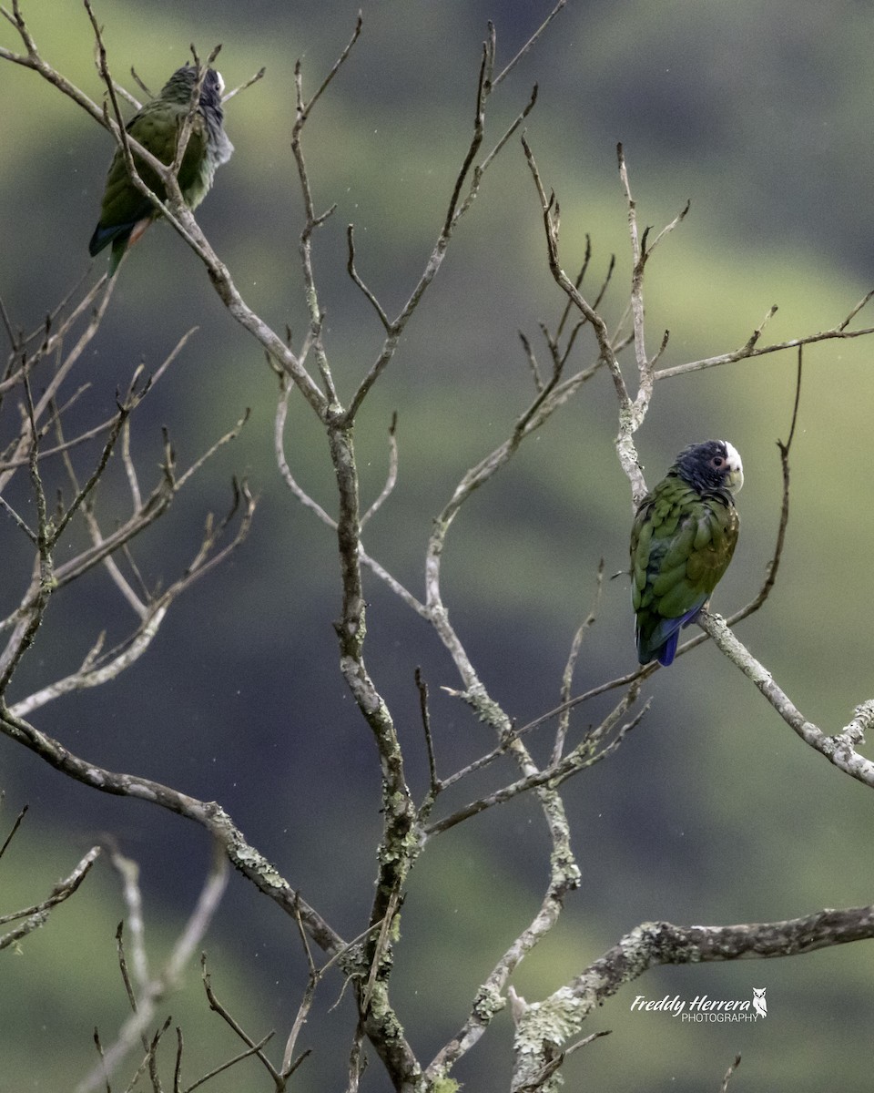 White-crowned Parrot - ML623492283