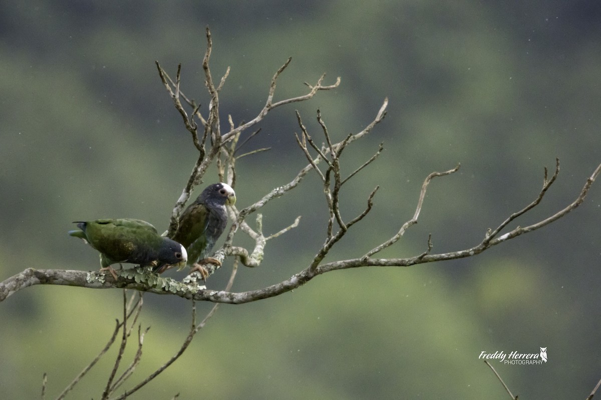 White-crowned Parrot - ML623492284