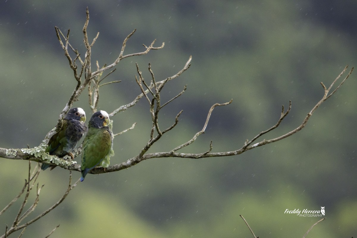 White-crowned Parrot - ML623492285