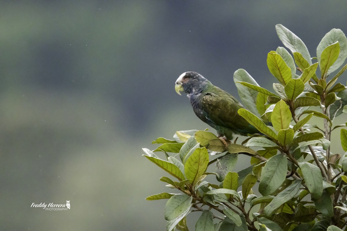 White-crowned Parrot - ML623492287