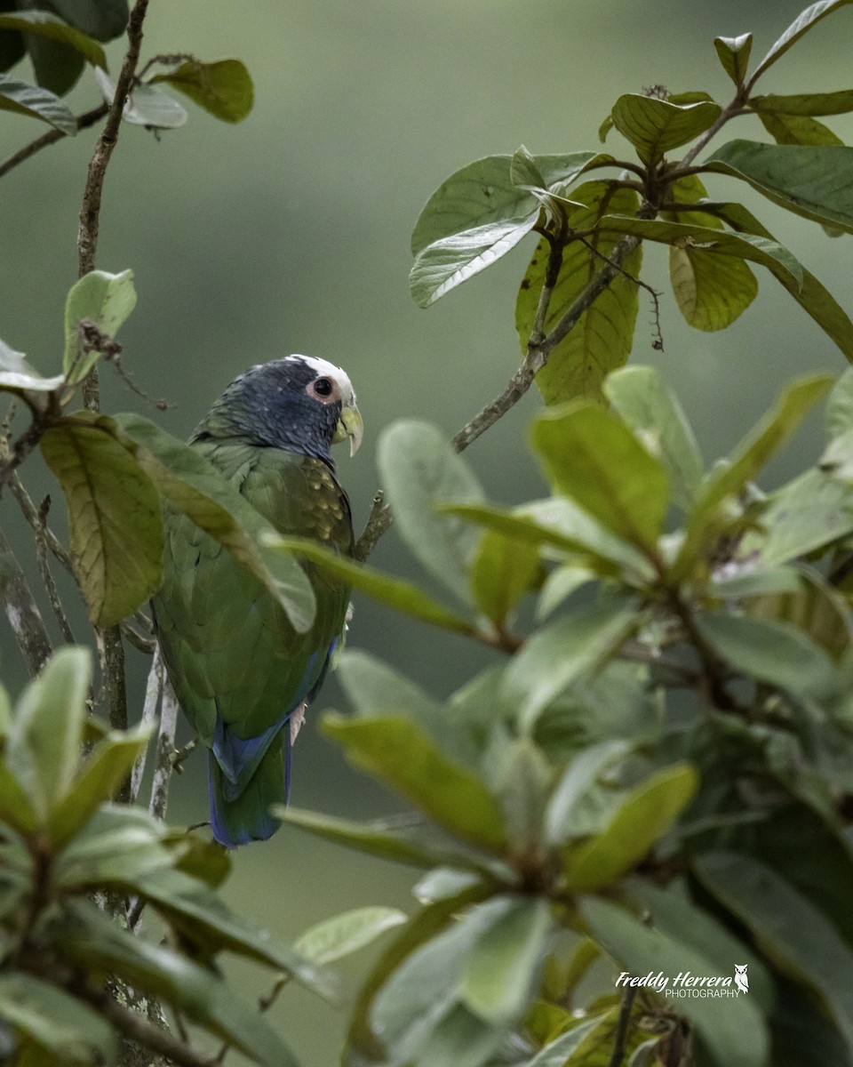 White-crowned Parrot - ML623492289