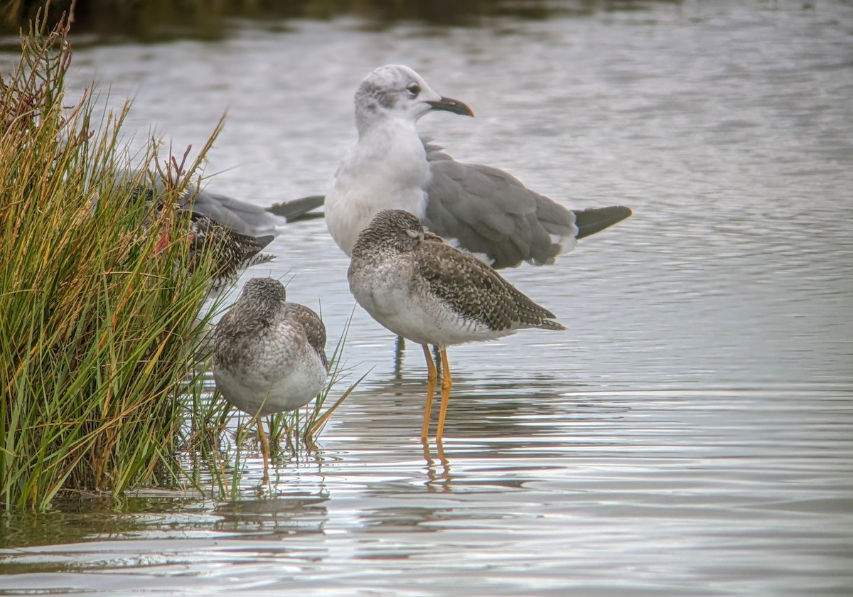 Greater Yellowlegs - ML623492312