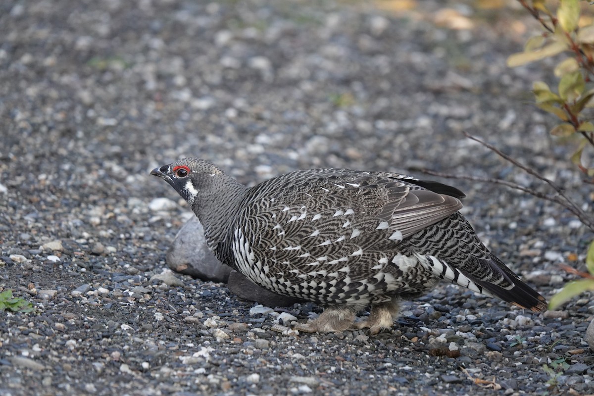 Spruce Grouse - ML623492342