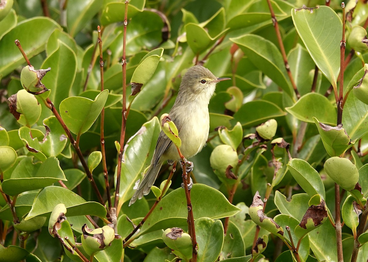 Rodrigues Warbler - ML623492402