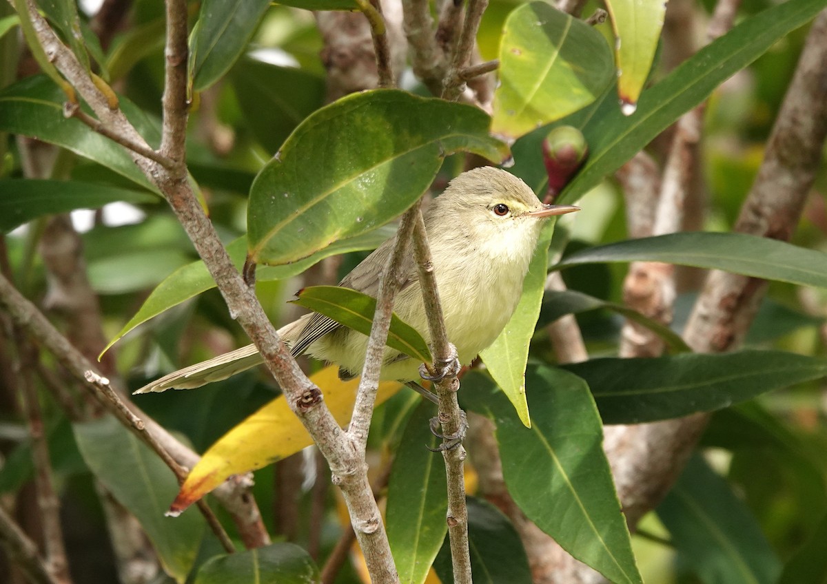 Rodrigues Warbler - ML623492408