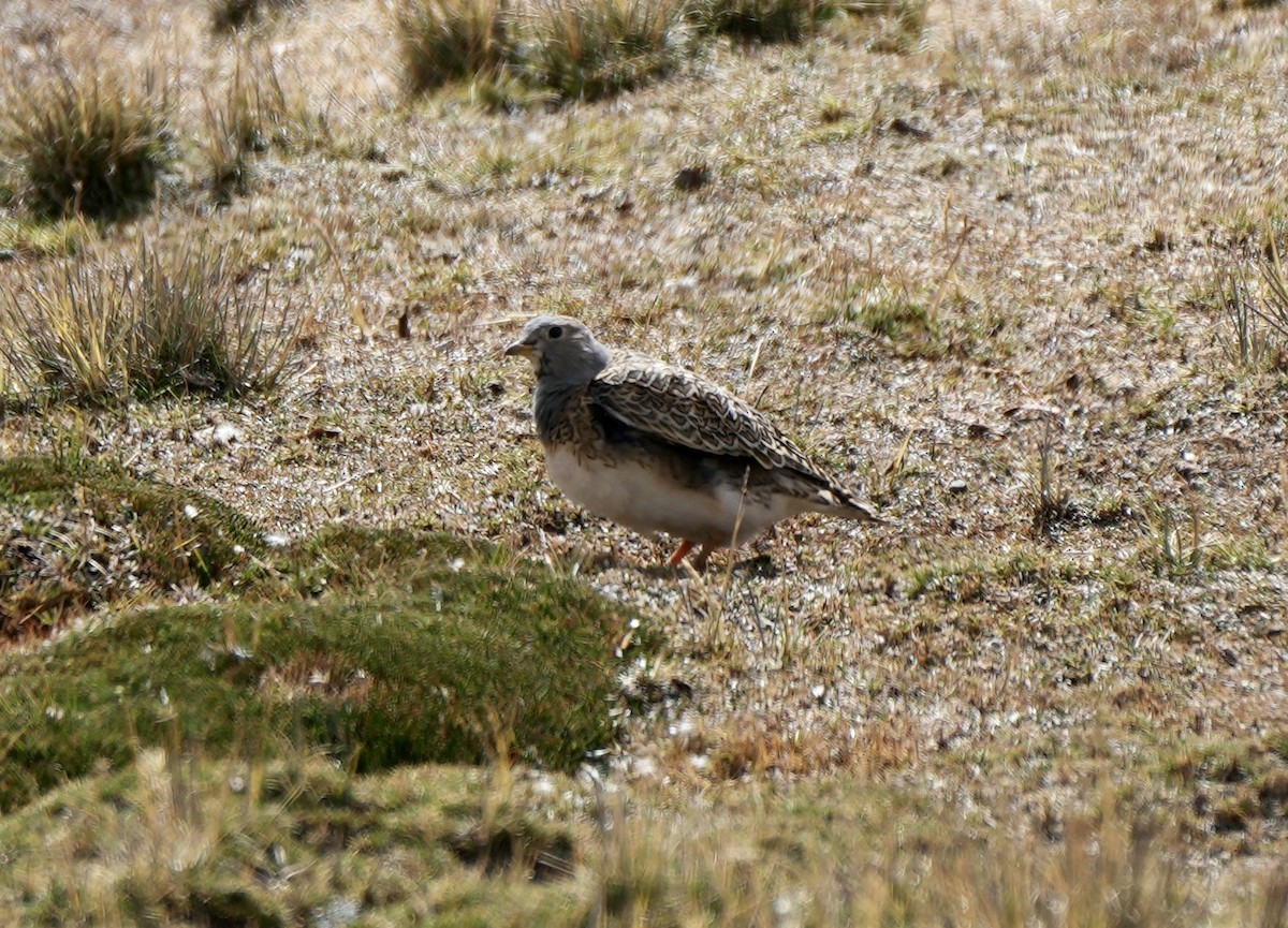 Gray-breasted Seedsnipe - ML623492451