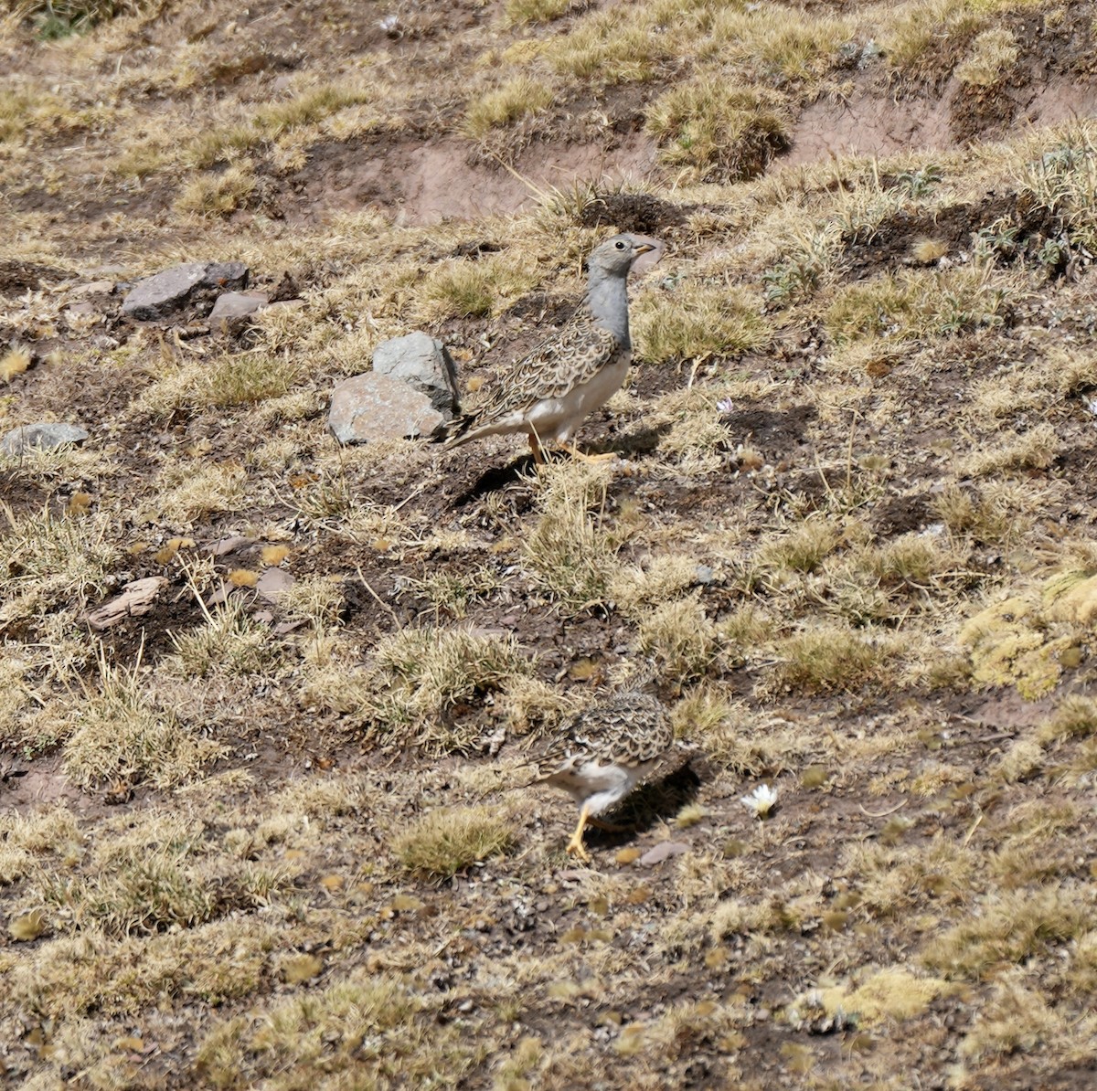 Gray-breasted Seedsnipe - ML623492452