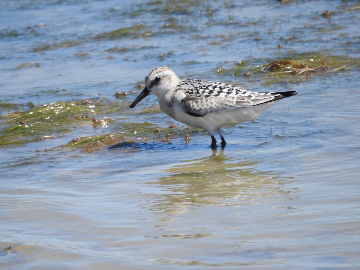 Sanderling - Isaiah Craft