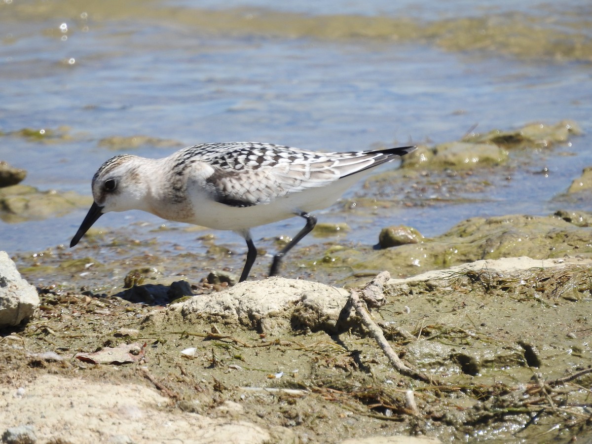 Sanderling - Isaiah Craft