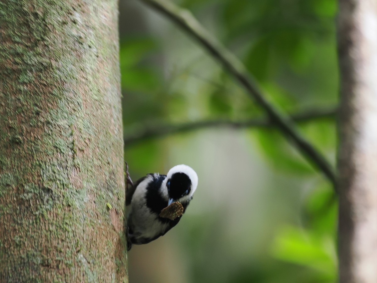 Pied Monarch - ML623492487