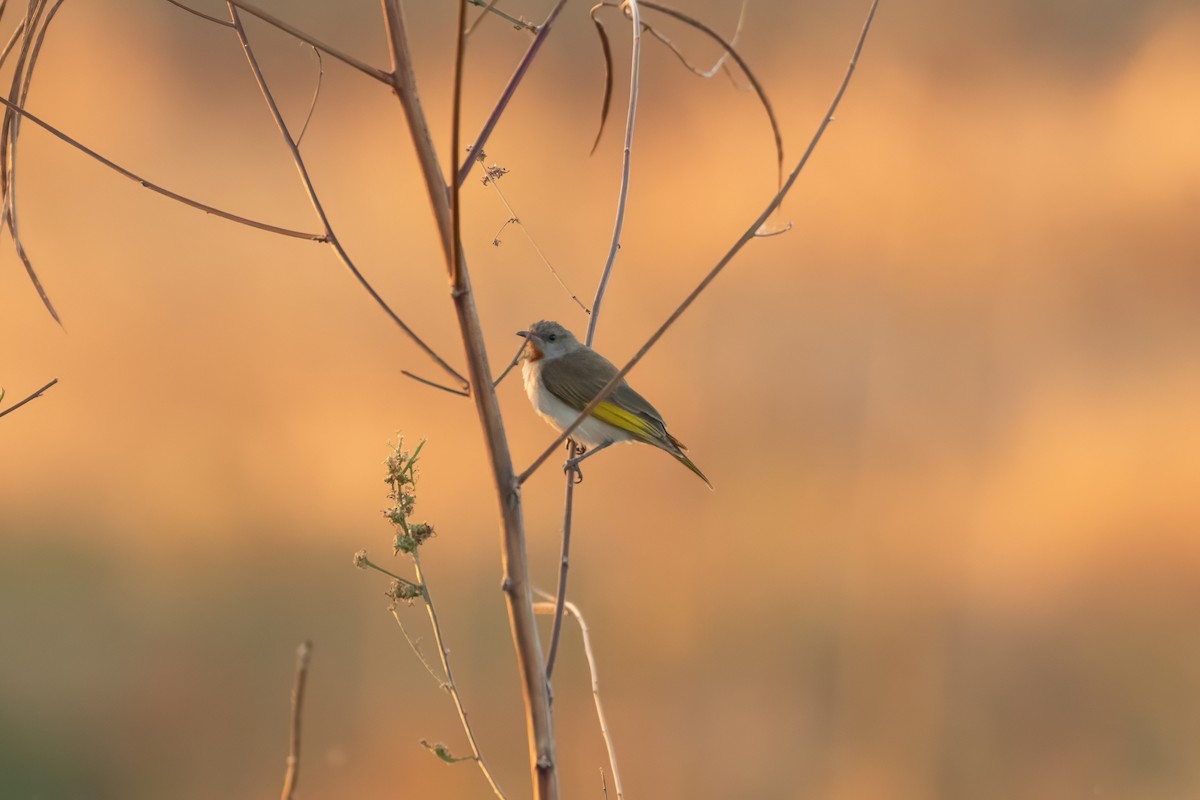 Rufous-throated Honeyeater - ML623492588