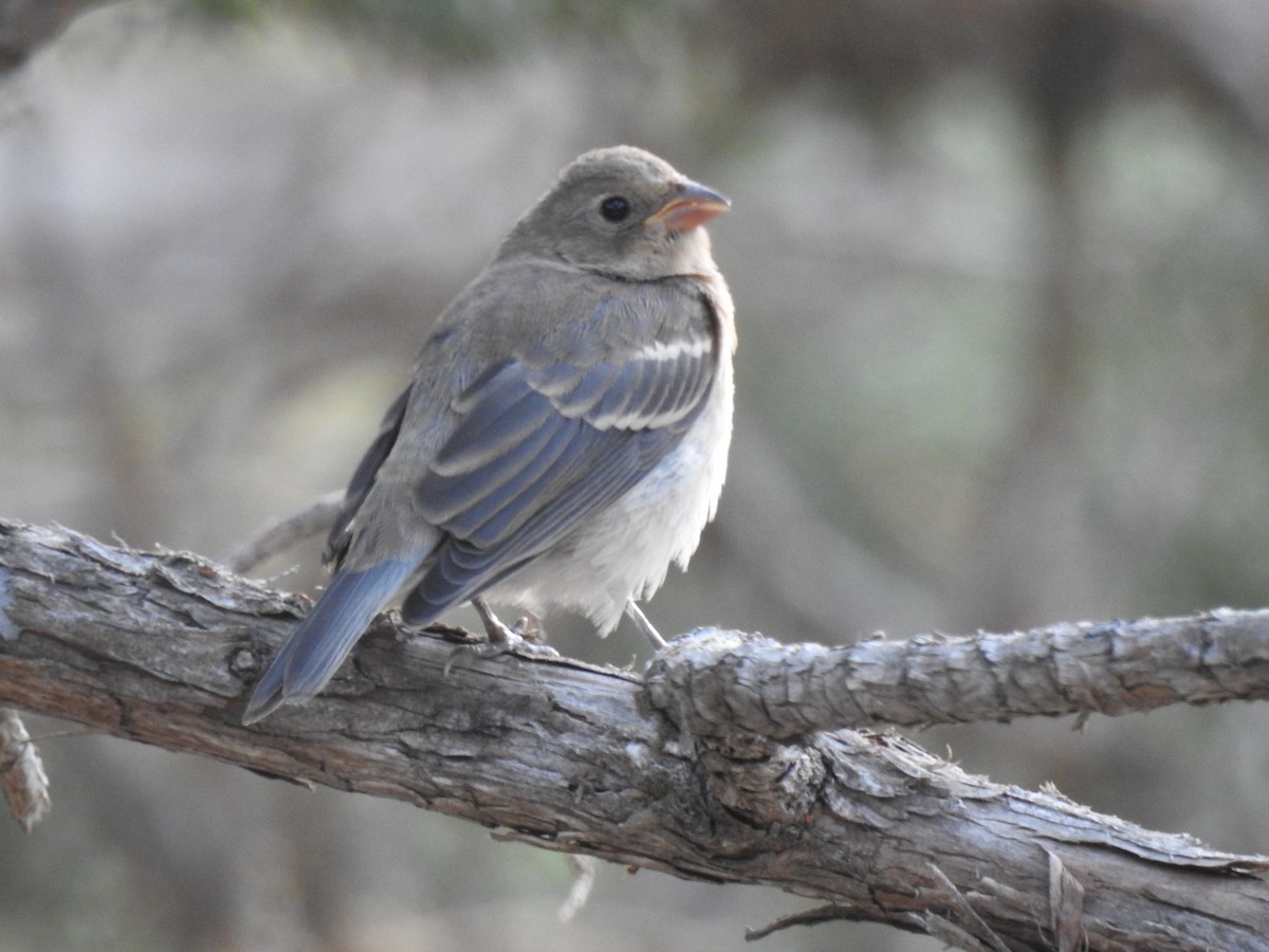 Lazuli Bunting - ML623492596