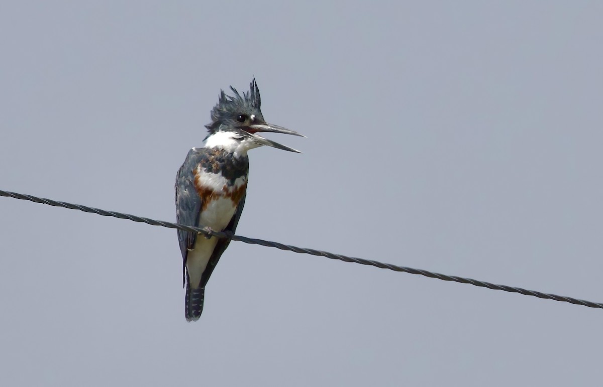 Belted Kingfisher - ML623492600