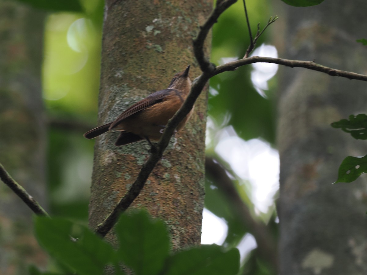 Bower's Shrikethrush - ML623492643