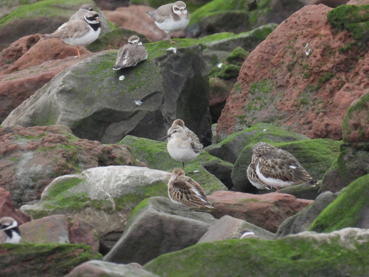 Curlew Sandpiper - Matthew Hall