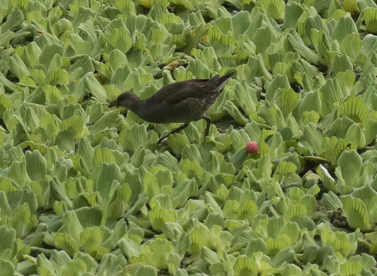Spot-flanked Gallinule - ML623492691