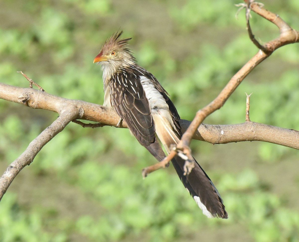 Guira Cuckoo - ML623492702