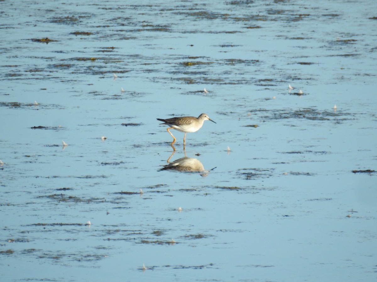 Lesser Yellowlegs - Jordan Rowley