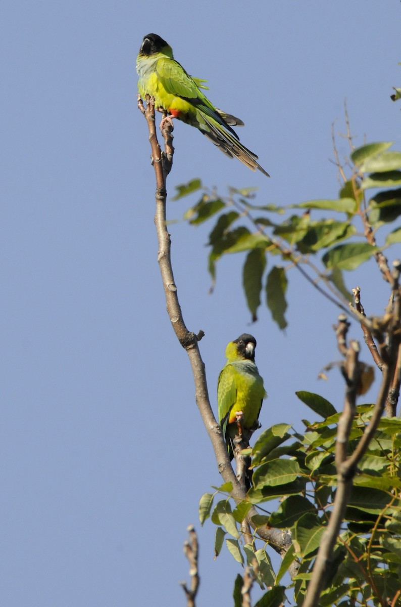 Nanday Parakeet - ML623492722