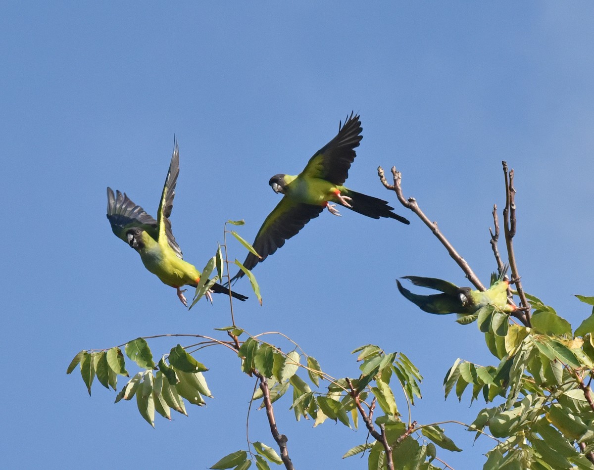 Nanday Parakeet - ML623492723