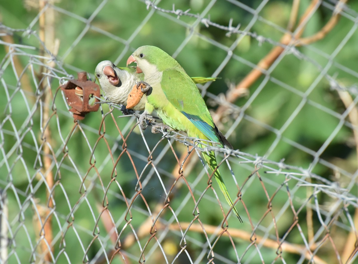 Monk Parakeet - ML623492743