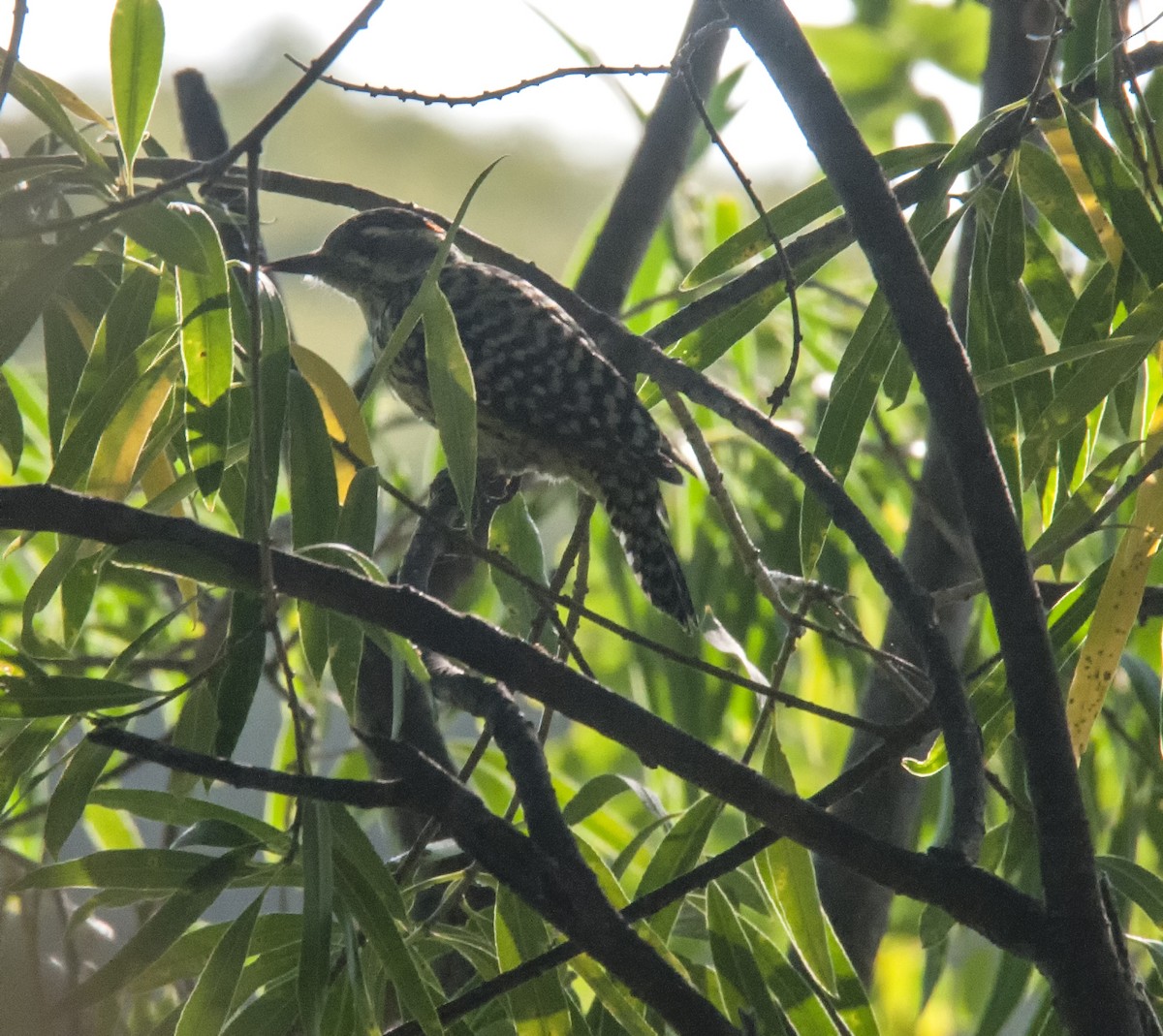 Checkered Woodpecker - ML623492770