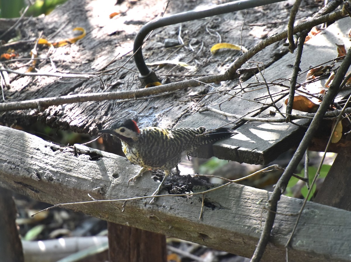 Green-barred Woodpecker - ML623492774