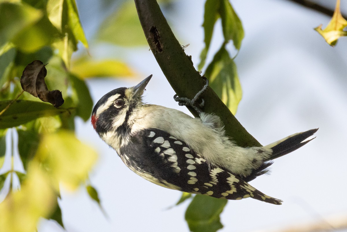 Downy Woodpecker - ML623492807