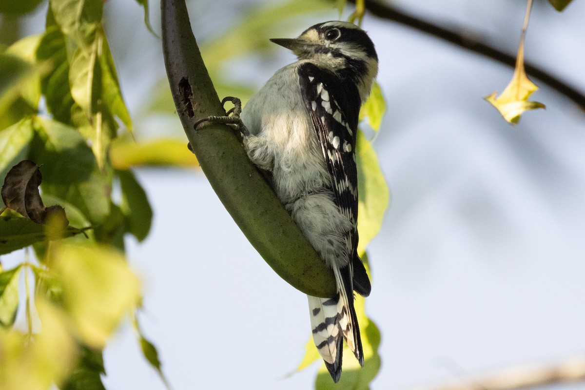 Downy Woodpecker - ML623492818