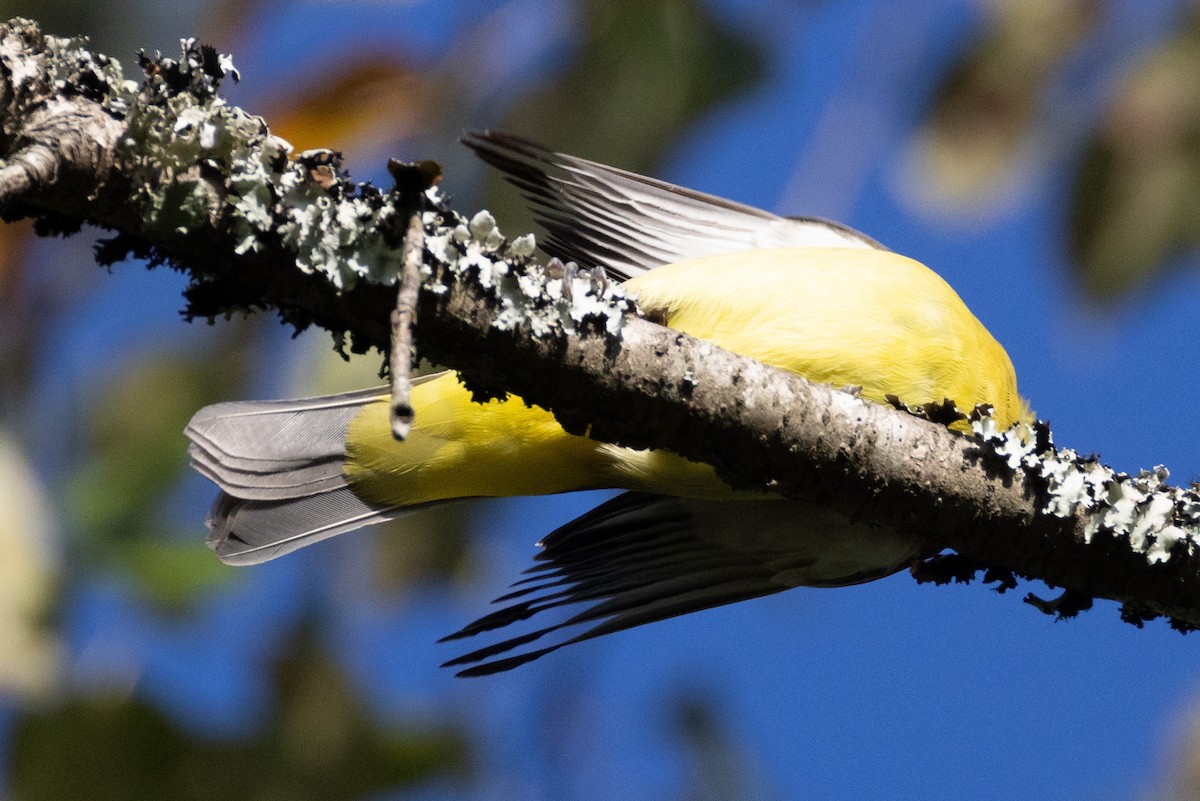 Summer Tanager - ML623492832