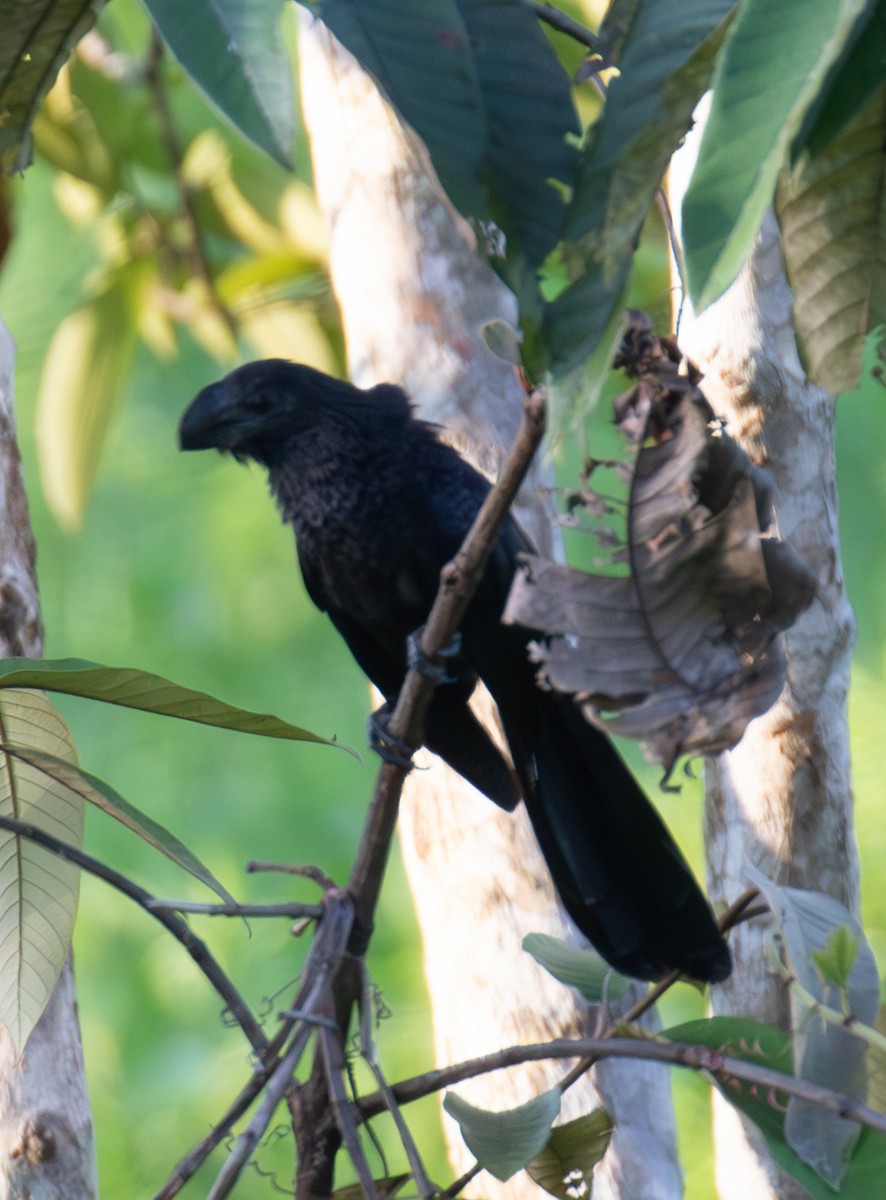 Smooth-billed Ani - ML623492854